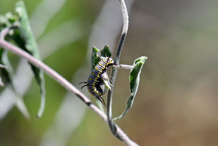 Texas Milkvine is a host plant to the Queen Butterfly (Danaus gilippus) larvae. The plant has a chemical which is a natural toxin to birds and small animals but not to the butterfly larvae. Matelea producta